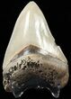 Serrated, Megalodon Tooth - Glossy Enamel #62640-2